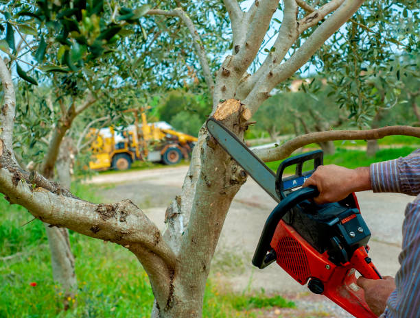 The Steps Involved in Our Tree Care Process in Otsego, MI